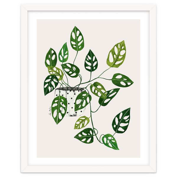 Monstera Obliqua Plant