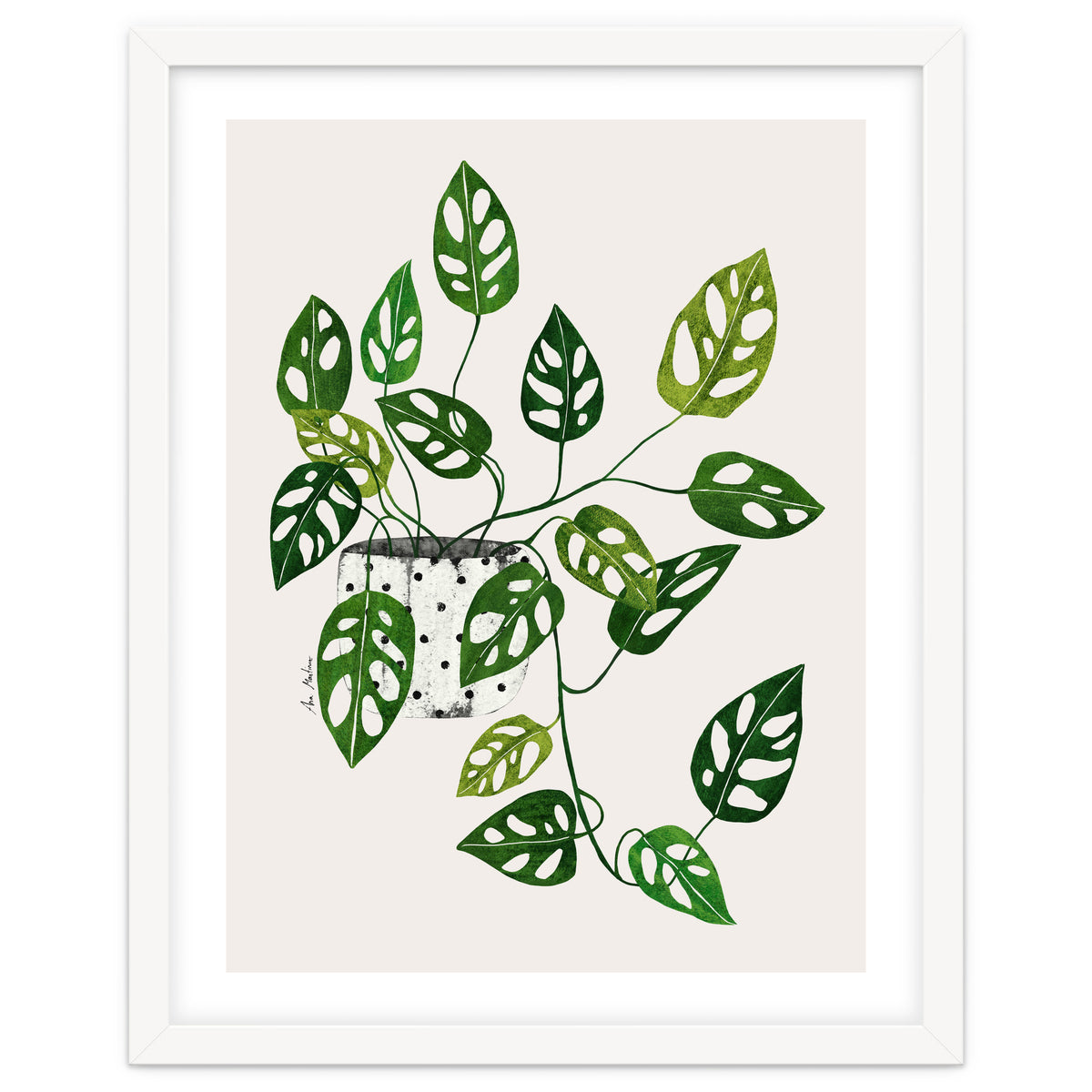 Monstera Obliqua Plant