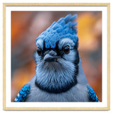 Close Up Blue Jay Bird With Detailed Feathers thumbnail
