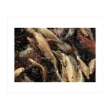Fish01 (Print Only) thumbnail