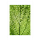 Nature Veins (Print Only) thumbnail