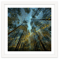 Enchanted Night Forest with Glowing Fireflies