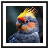 Cockatiel Parrot With Yellow Crest And Orange Cheeks thumbnail