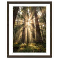 Ethereal Redwood Sanctuary: Sunbeams in the Ancient Forest