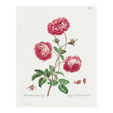 John Edwards – Larger Provence Rose (1770–1775) (Print Only) thumbnail
