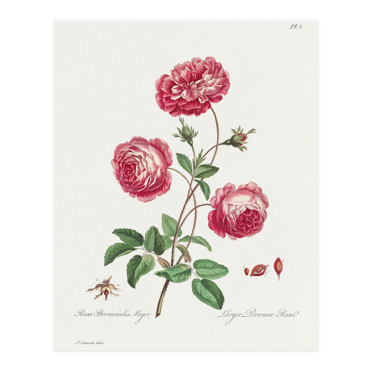 John Edwards – Larger Provence Rose (1770–1775) (Print Only)