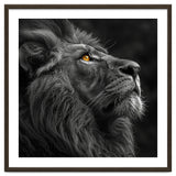 Majestic Lion Face Closeup Golden Eyes Black thumbnail