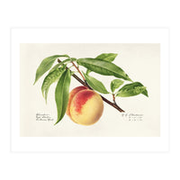 Royal Charles Steadman – Peach Twig (Prunus persica) (1918) (Print Only)