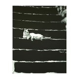 Cat On Stairs (Print Only) thumbnail