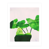 Taro Dimensionality (Print Only) thumbnail