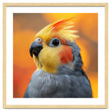 Cockatiel Parrot Close Up thumbnail