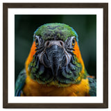 Blue And Gold Macaw Face Focused Portrait thumbnail