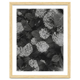 Hydrangeas | Black & White Portrait thumbnail