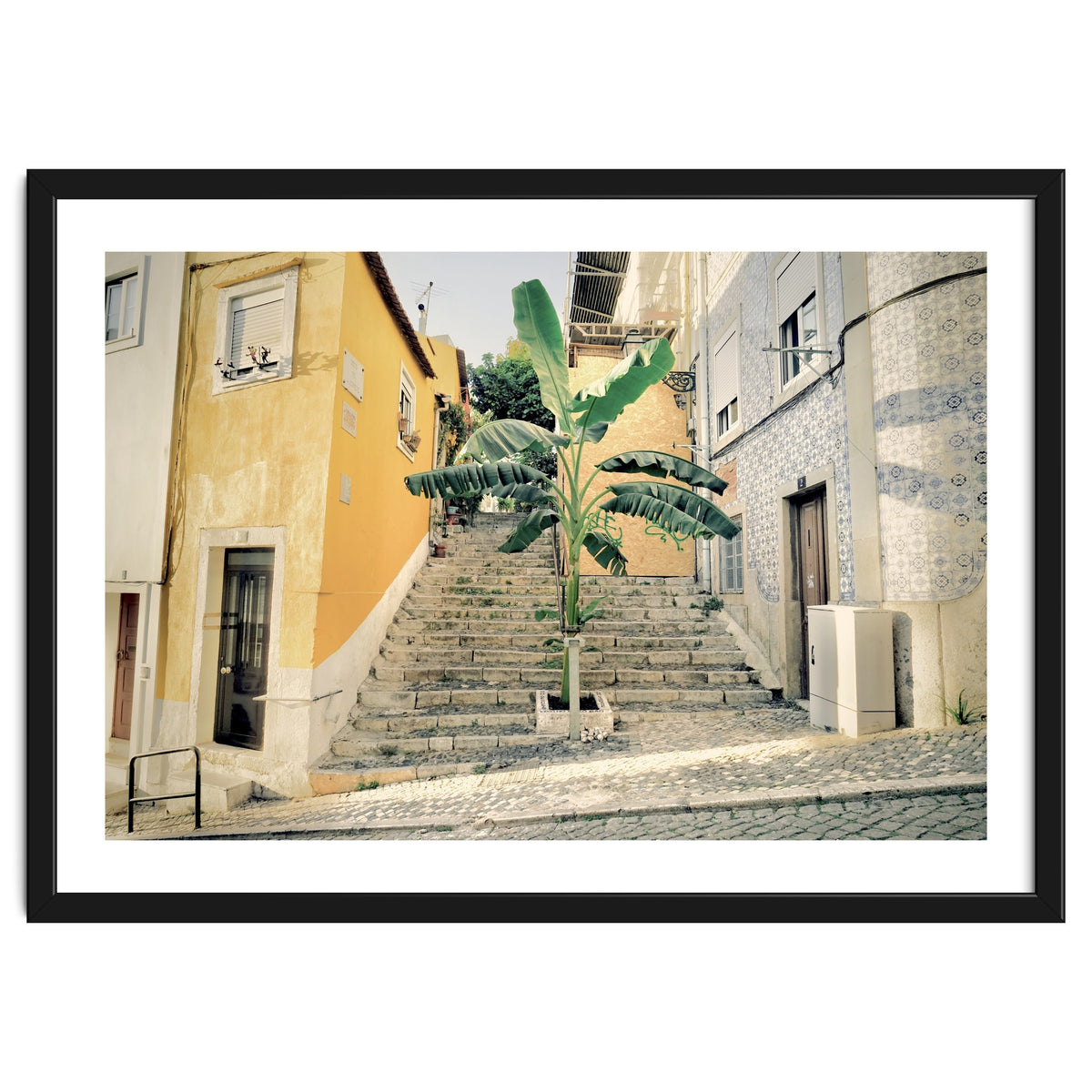 Lisbon Palm Tree