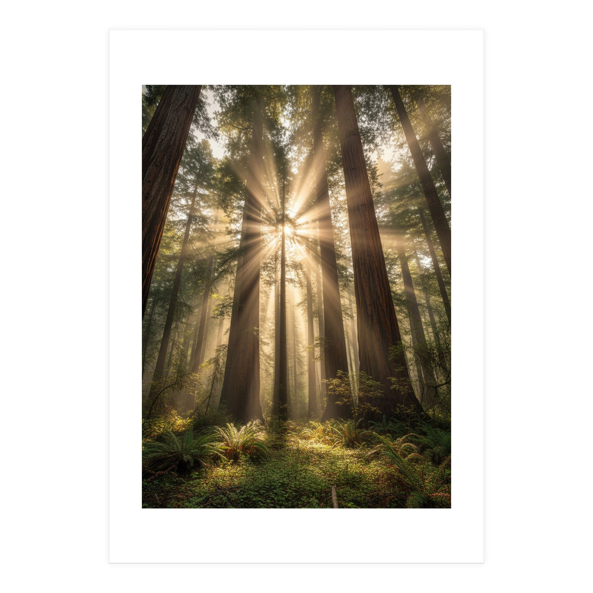 Ethereal Redwood Sanctuary: Sunbeams in the Ancient Forest (Print Only)