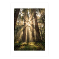 Ethereal Redwood Sanctuary: Sunbeams in the Ancient Forest (Print Only)