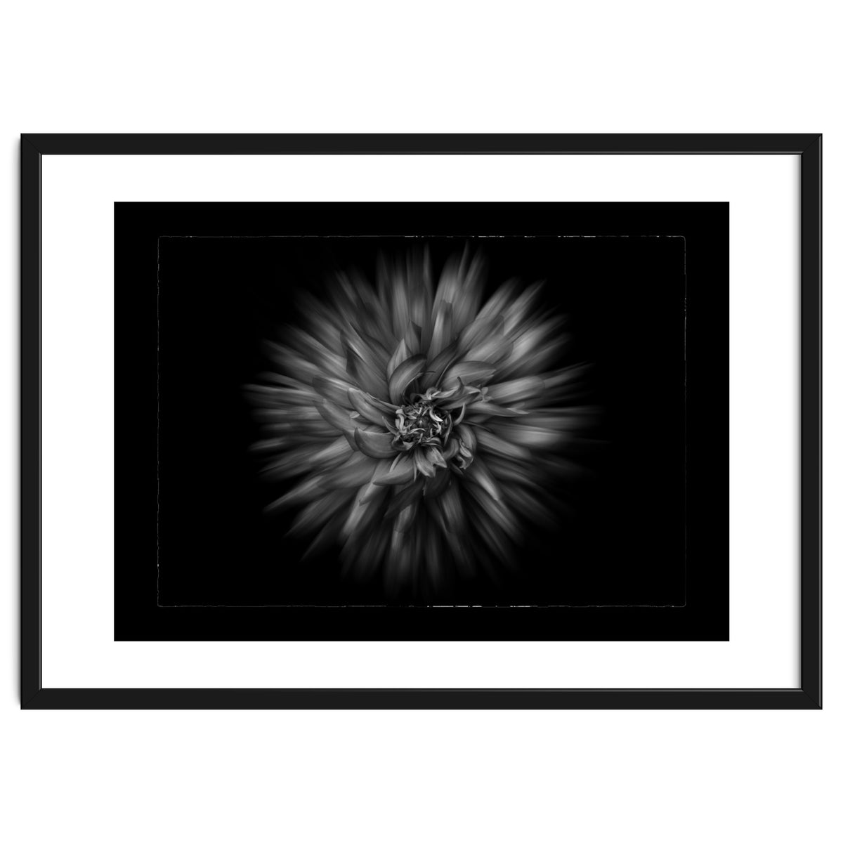 Backyard Flowers In Black And White No 20 Flow Version with Border
