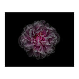 Backyard Flowers No 116 Color Version (Print Only) thumbnail
