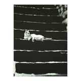 Cat On Stairs (Print Only) thumbnail