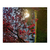Autumn’s Embrace (Print Only) thumbnail