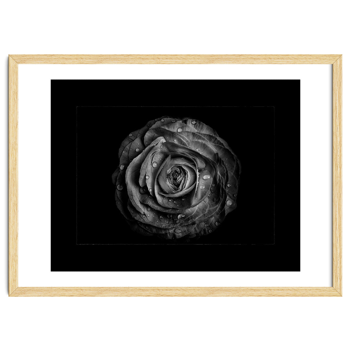 Backyard Flowers In Black And White No 72 with Border