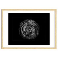 Backyard Flowers In Black And White No 72 with Border