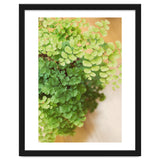 Maidenhair Queen thumbnail