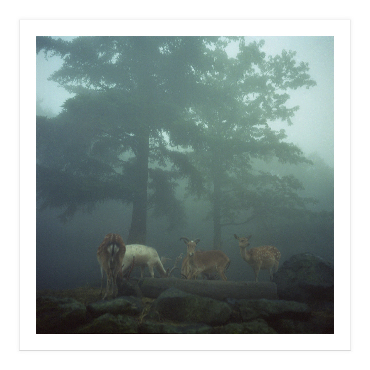 Silence of breath - 05 (Print Only)