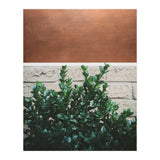 Plant + Copper (Print Only) thumbnail