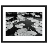 Lotus Pond | Black & White Landscape thumbnail