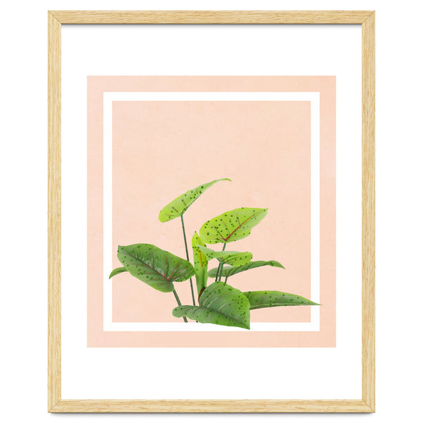 Botanical Art