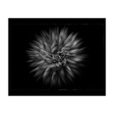 Backyard Flowers In Black And White No 20 Flow Version with Border (Print Only) thumbnail