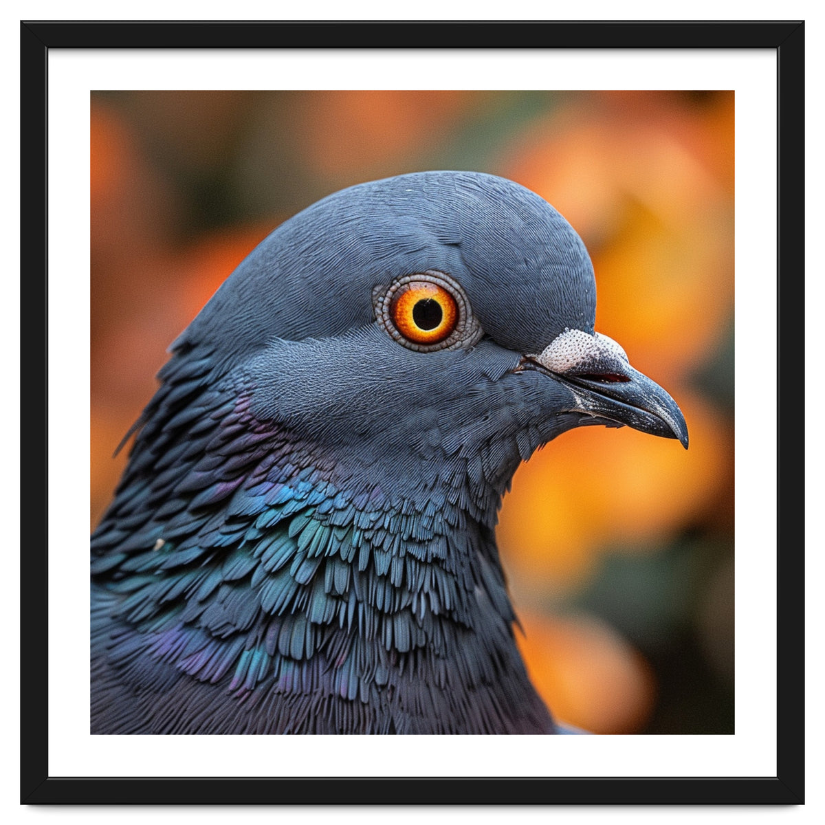 Close Up Of A Pigeon's Head And Neck