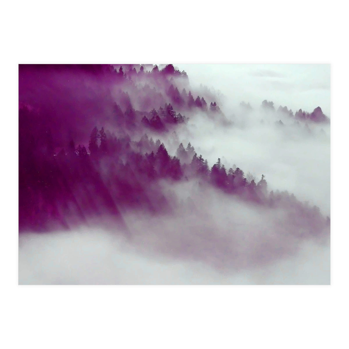 Forest Fog (Print Only)