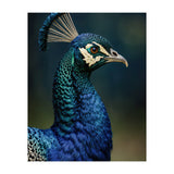 Peacock Portrait Photography (Print Only) thumbnail