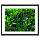 Green House Plant Leaves thumbnail