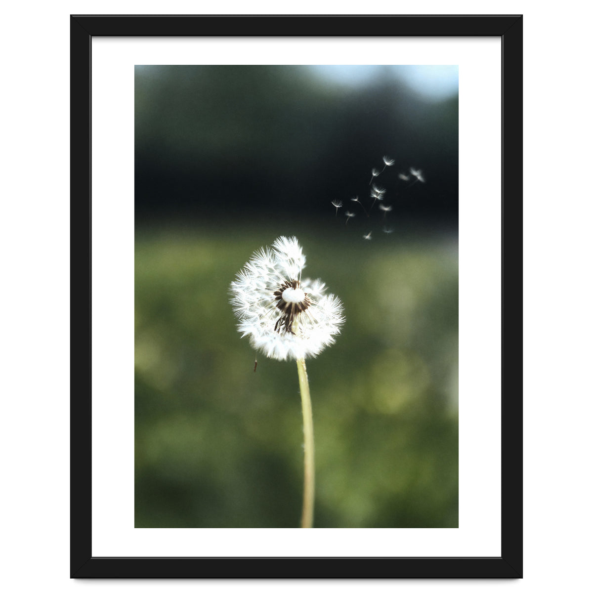 Dandelion Wish Photography