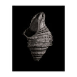 Shells No 2 (Print Only) thumbnail