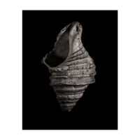 Shells No 2 (Print Only)