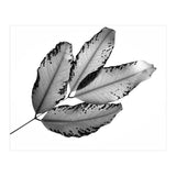 Branches and Leaves, 2016, 1 (Print Only) thumbnail