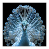 Majestic White Peacock Displaying Its Feathers (Print Only)