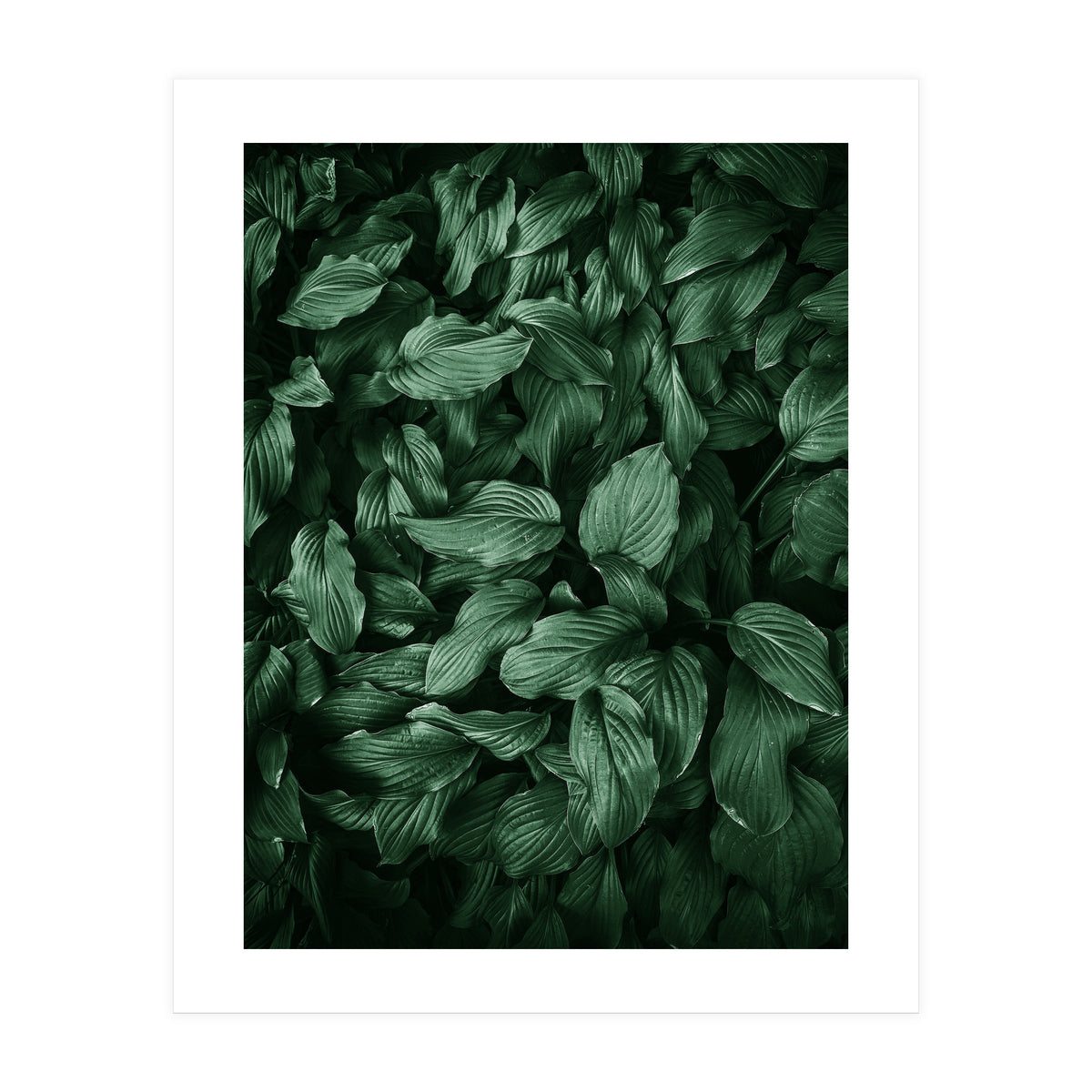 New Foliage Green Ii (Print Only)