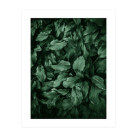 New Foliage Green Ii (Print Only)