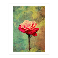 A Vibrant Red Rose  (Print Only)