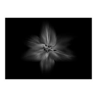 Backyard Flowers In Black And White No 28 Flow Version (Print Only)