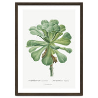 Pierre-Joseph Redouté – Sempervivum Canariense (1799)