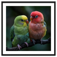 Two Lovebirds Sitting Together On A Branch