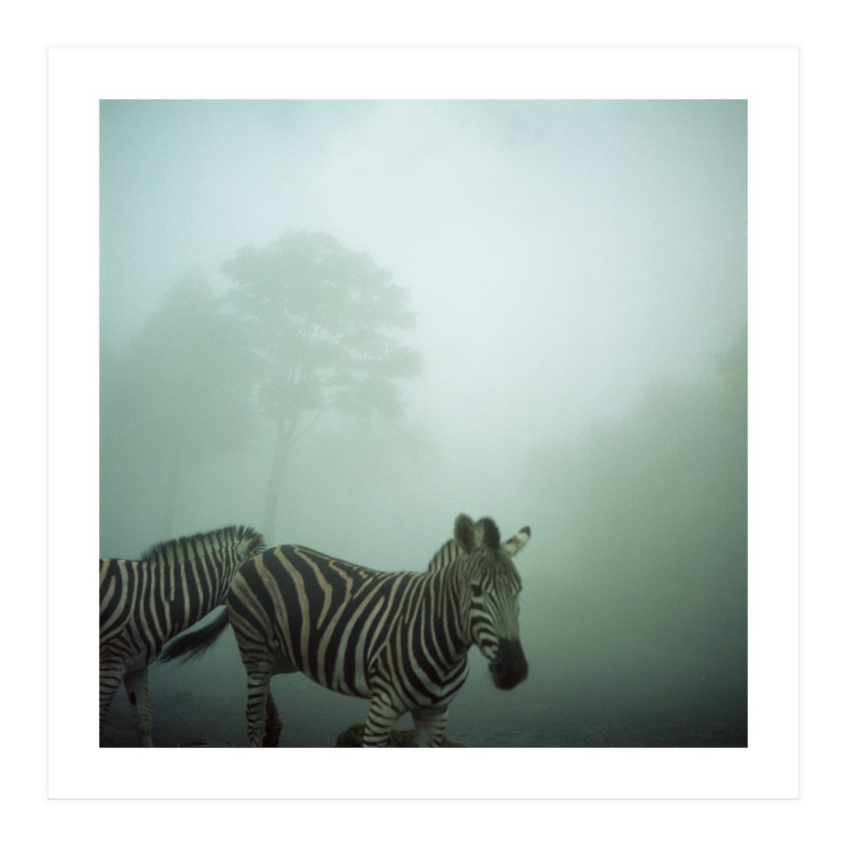 Silence of breath - 16 (Print Only)