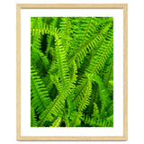 Green Ferns thumbnail