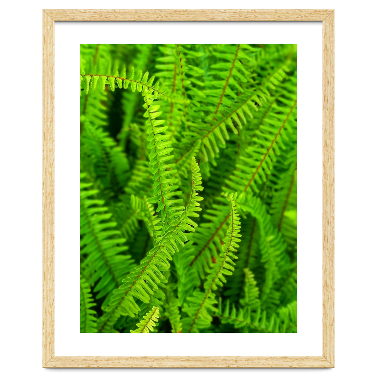 Green Ferns